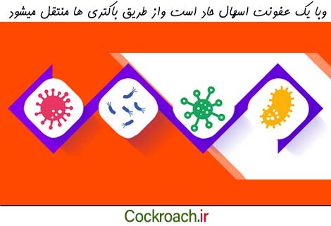 عامل بیماری وبا، باکتری ویبریو است