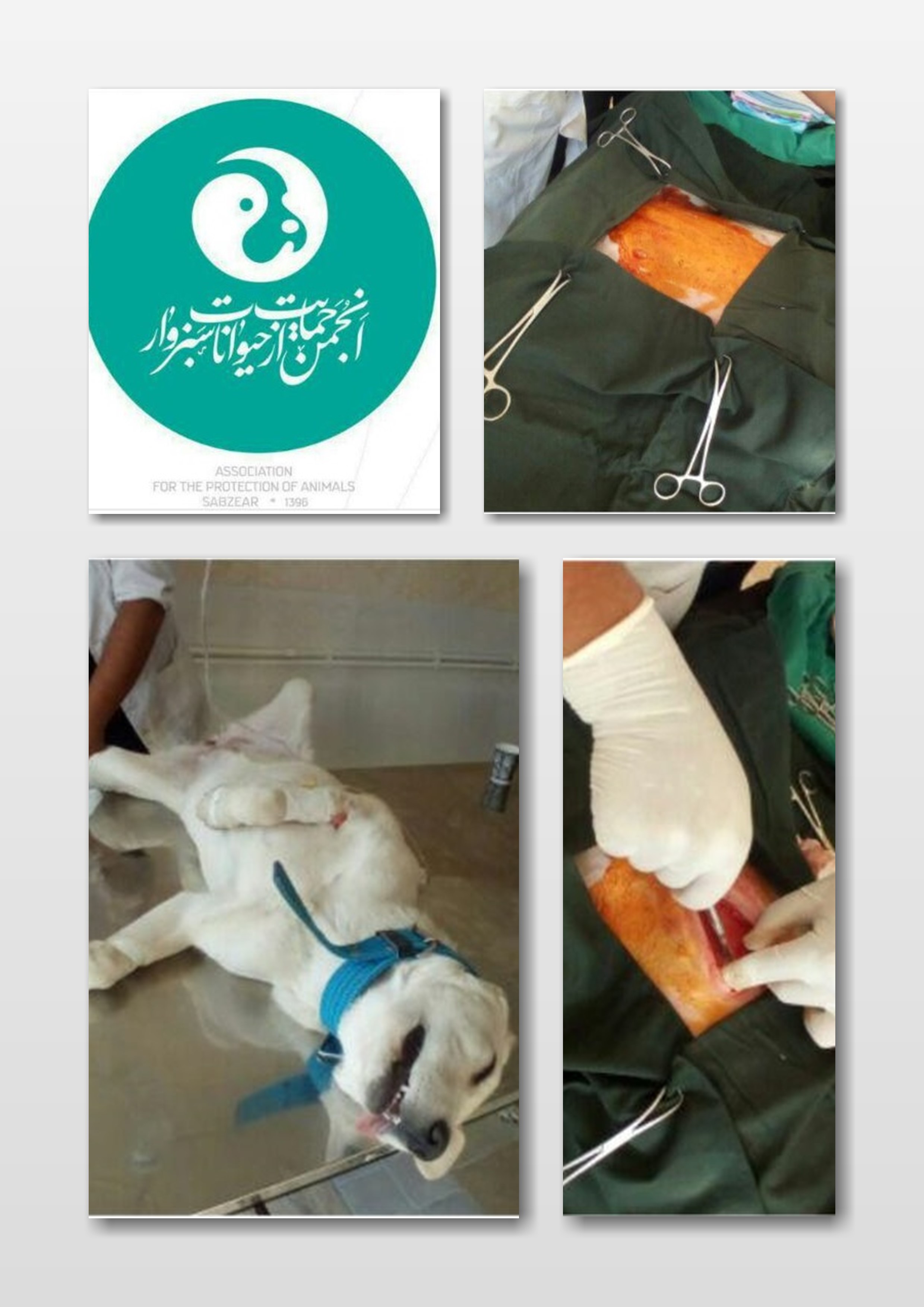 پارمیدا