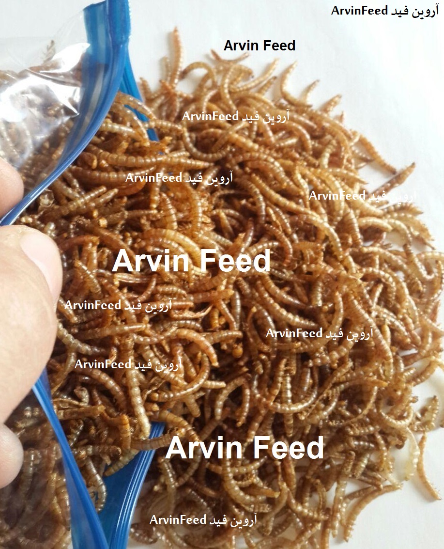 mealworm  میلورم خشک درجه یک 500 گرمی