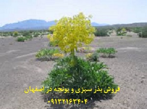 فروش بذری سبزی ویونجه در اصفهان