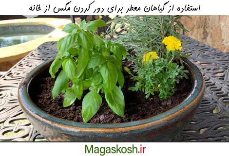 استفاده از گیاهان معطر برای دفع مگس از خانه 
