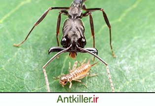 روش های تغذیه ای متفاوت در مورچه ها