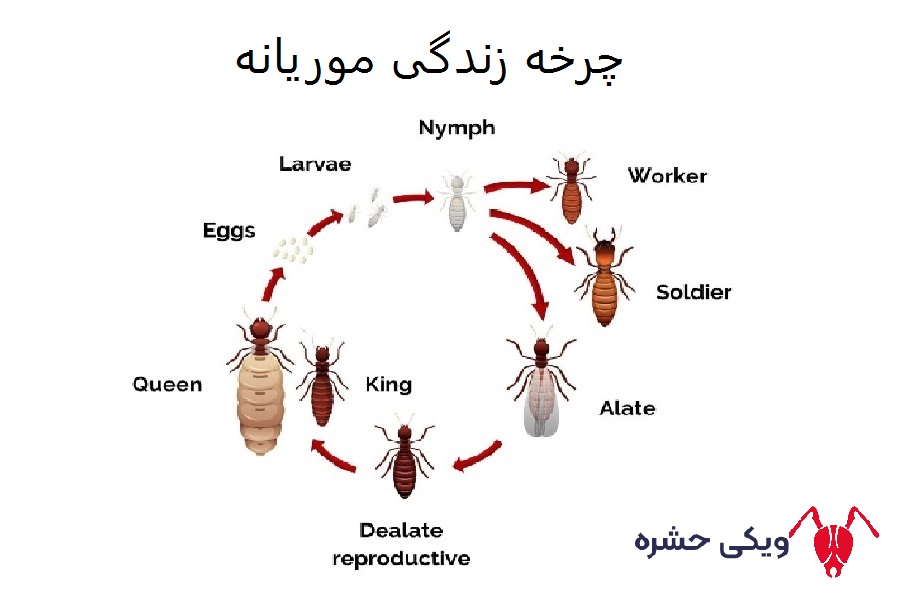چرخه زندگی موریانه