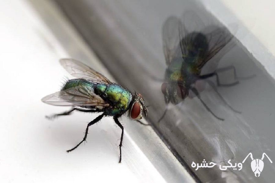 خرمگس