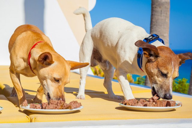 معرفی انواع غذای کنسروی سگ