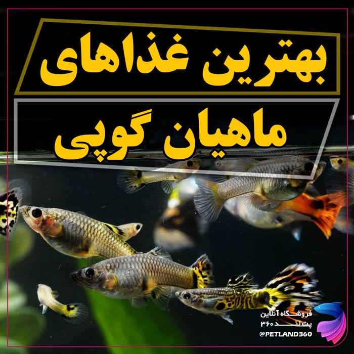 بهترین غذای ماهی گوپی