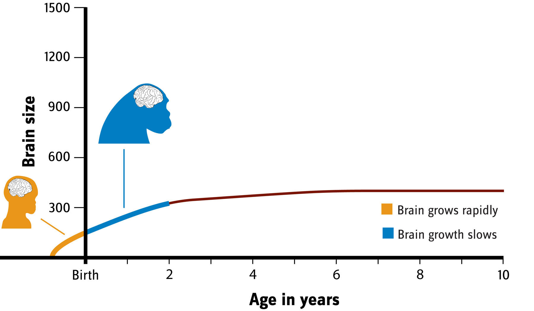 رشد مغز شامپانزه