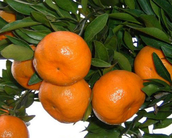 خواص-نارنگی