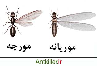تفاوت مورچه و موریانه