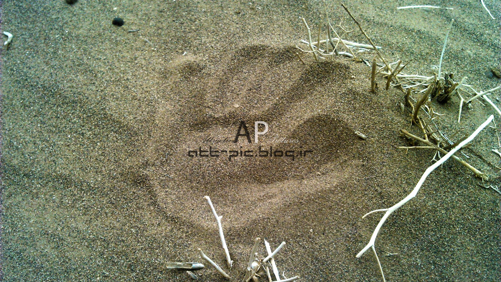 Att-Pic_Desert Sand