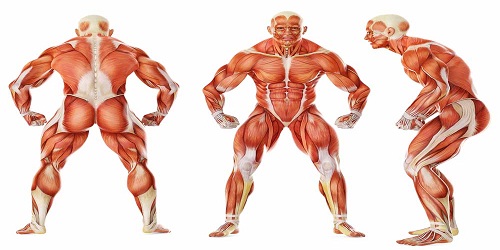 Human body muscles