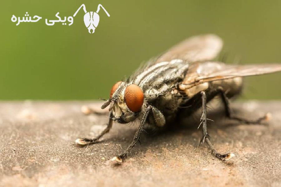 خرمگس