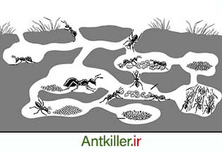 نمای داخلی کلونی مورچه