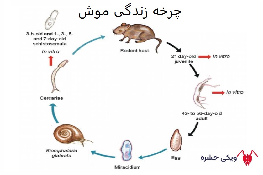 چرخه زندگی موش