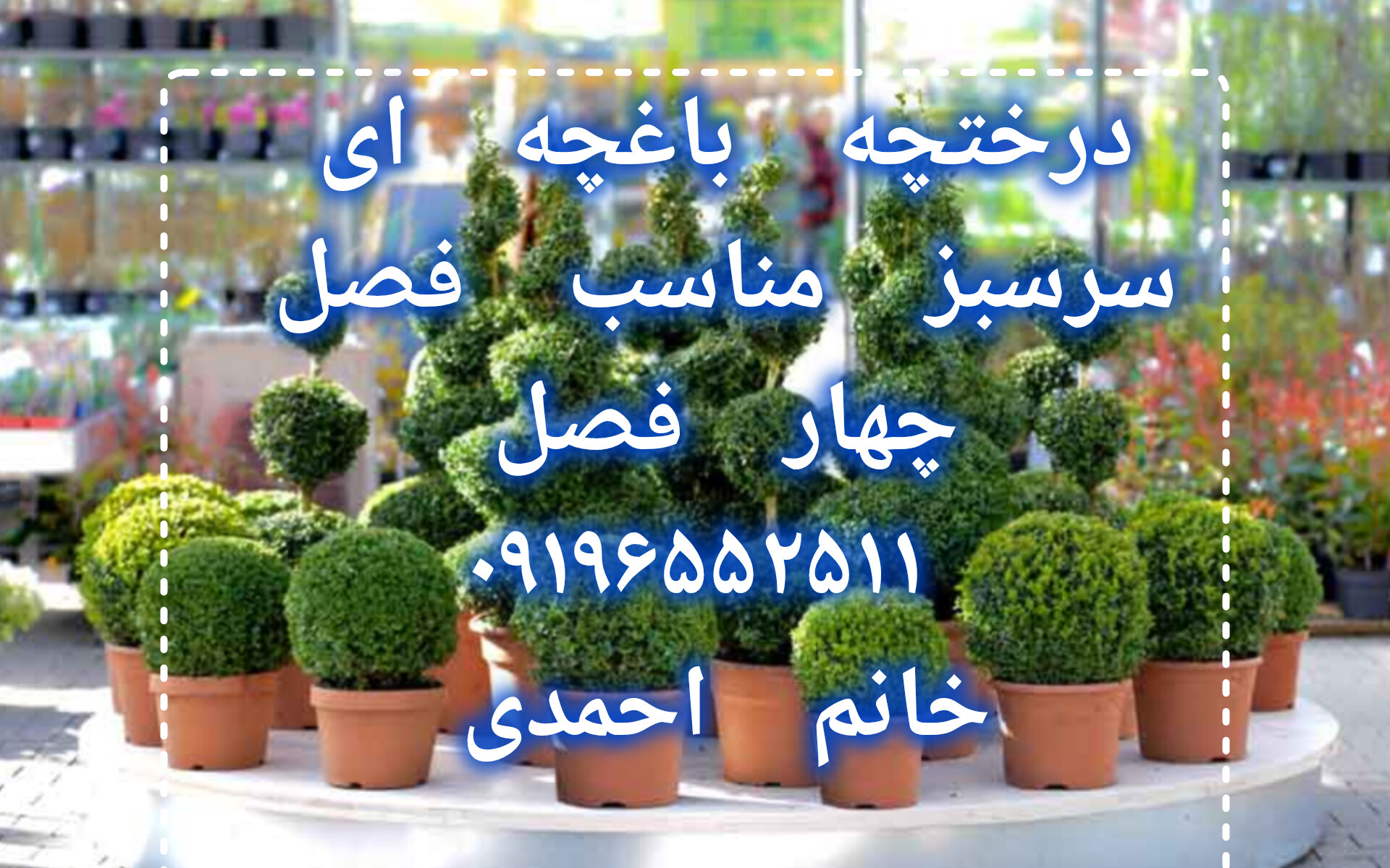 (تصاویر) بهترین گیاهان آپارتمانی بزرگ برای دکوراسیون مدرن خانه‌ها