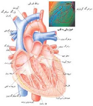 قلب