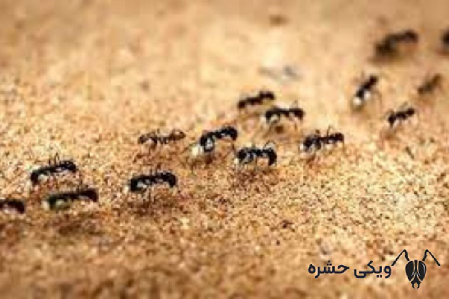 مورچه