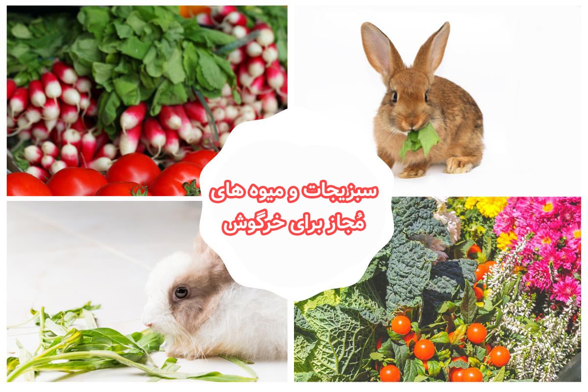 لیست سبزیجات، میوه‌ها و گیاهان مُجاز در غذای خرگوش