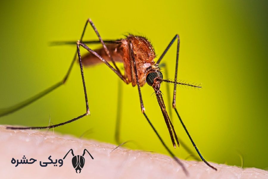 پشه