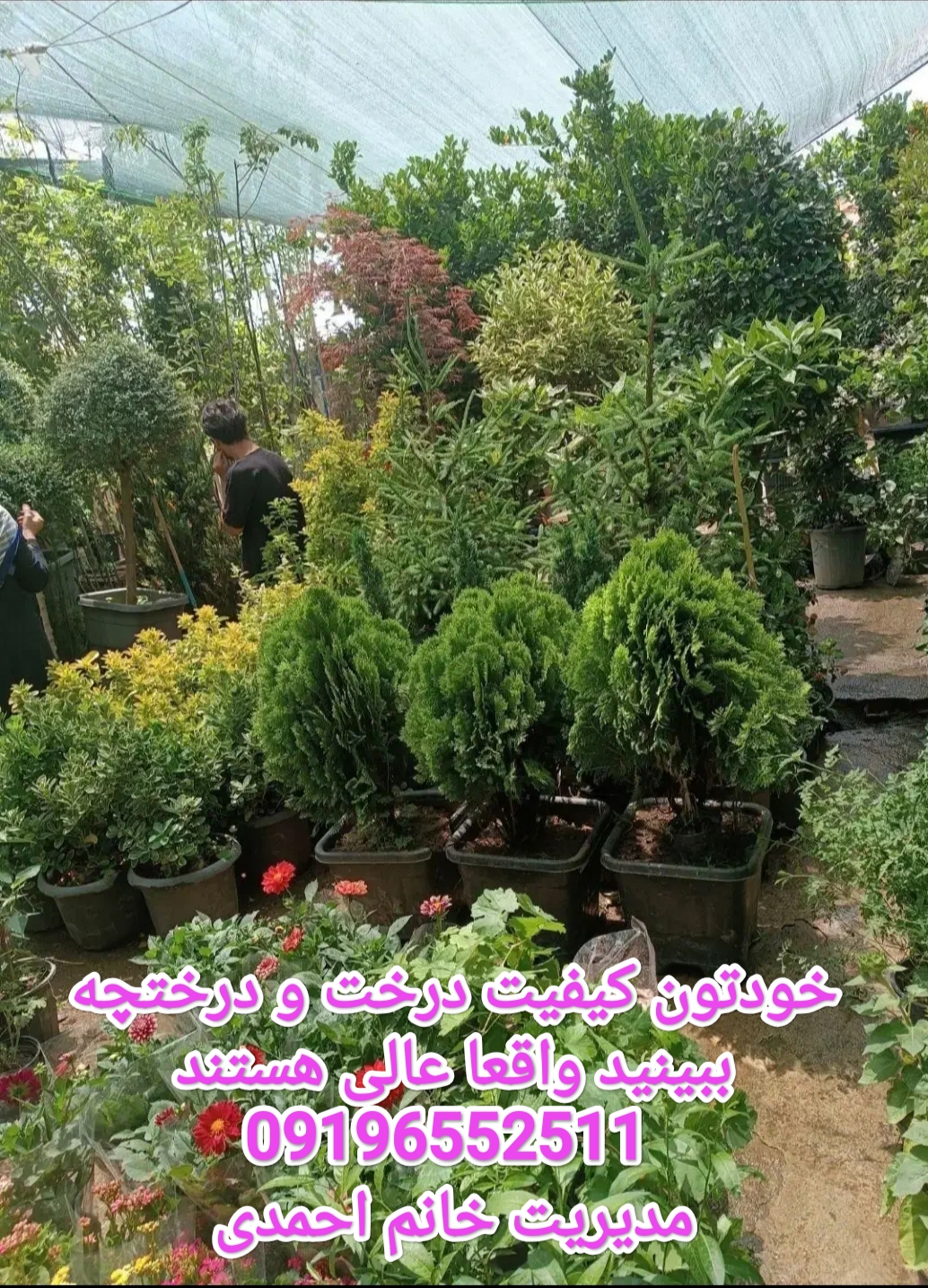 خدمات باغبانی گلکاری باغچه تعویض خاک گلدان شهرزیبا کاشانی 09196552511خانم احمدی