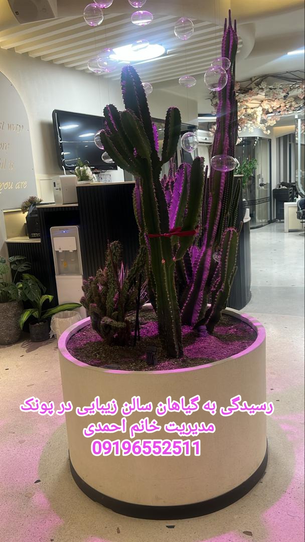 باغبانی و کاشت باغچه تعویض خاک گلدان هرس کاری رسیدگی به گیاهان آپارتمانی نیایش 09196552511خانم احمدی