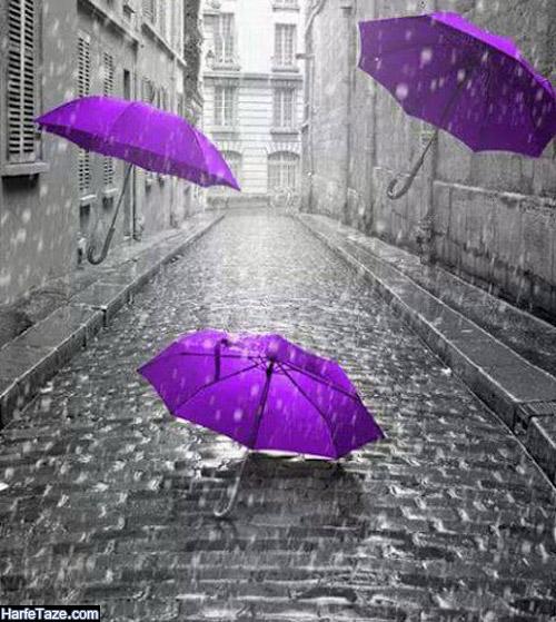 چتر بنفش