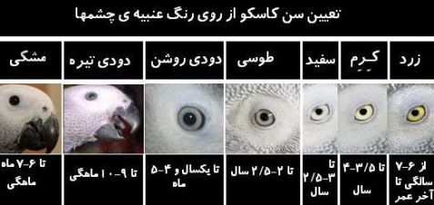 تعیین سن کاسکو از روی عنبیه