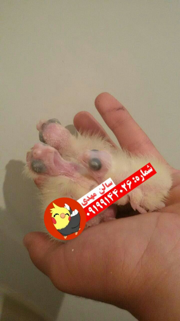 جوجه سرلاکی عروس هلندی