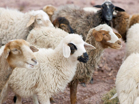 افزایش قیمت دام زنده و گوسفند زنده