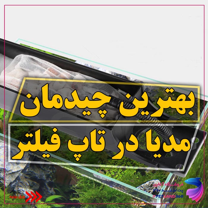 بهترین چیدمان مدیا در تاپ فیلتر آکواریوم