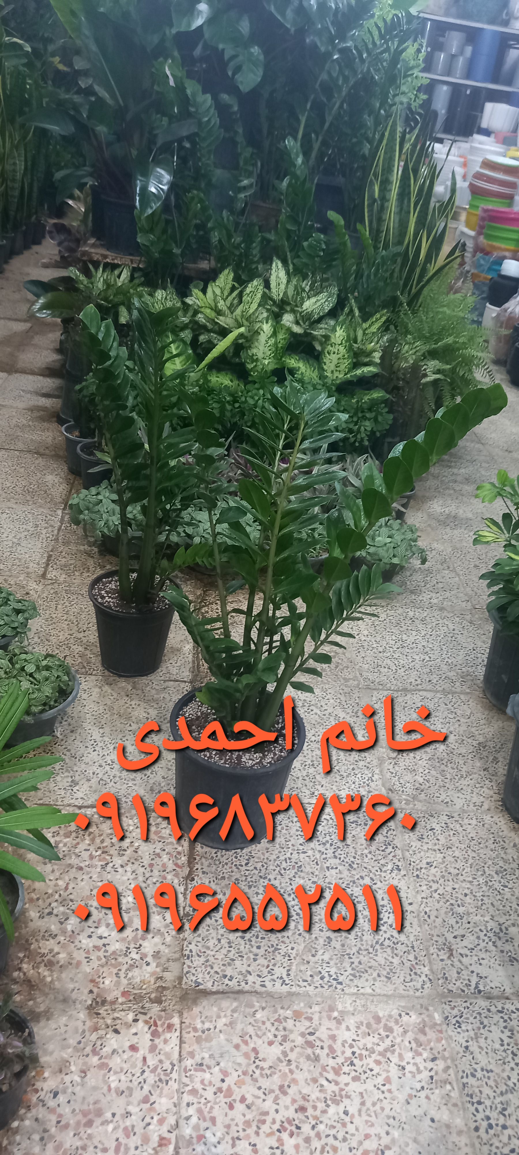 باغبانی و هرس کاری در فرشته 09196837360