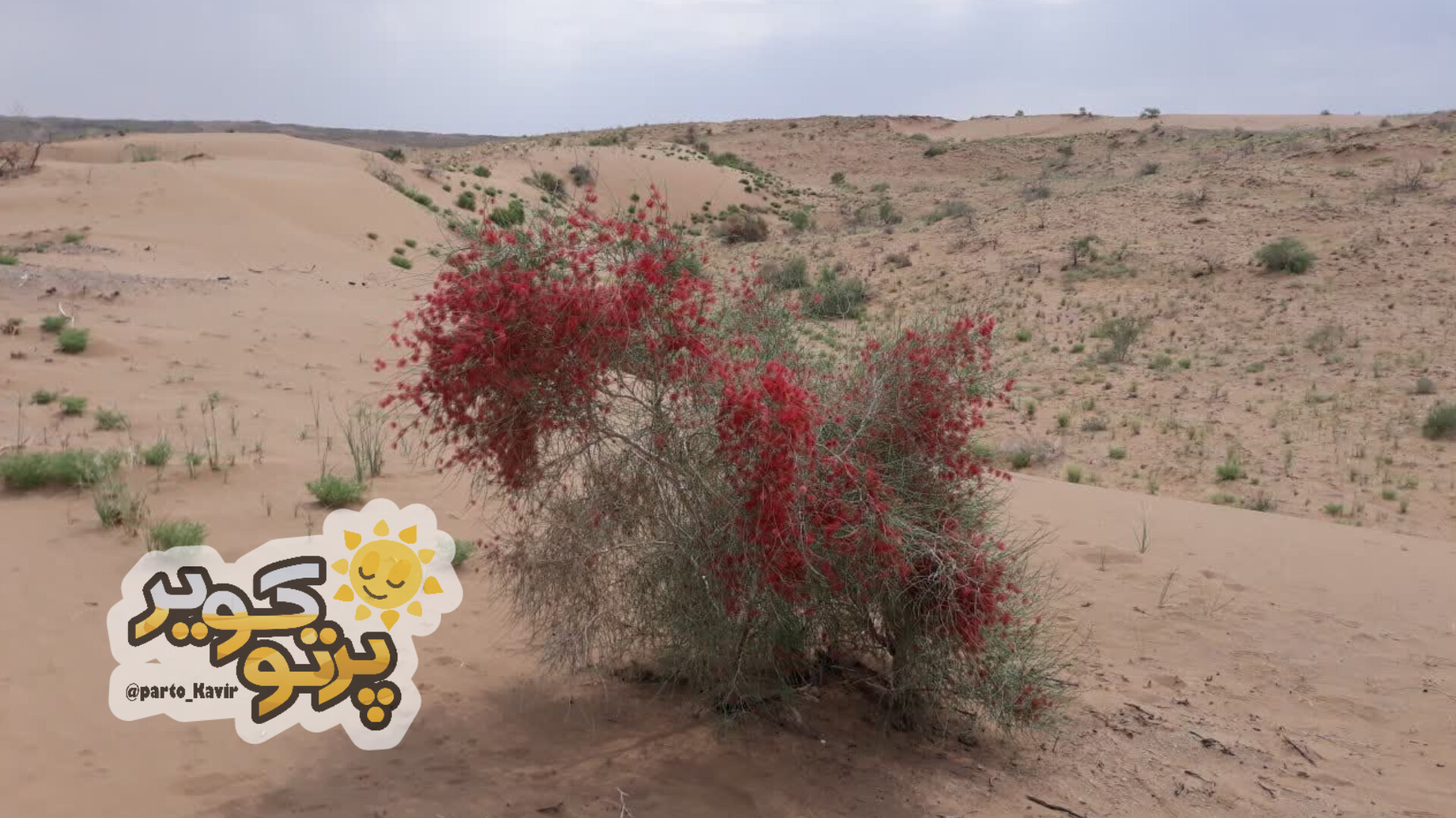 درختچه اسکنبیل