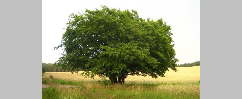 پارکت – ممرز