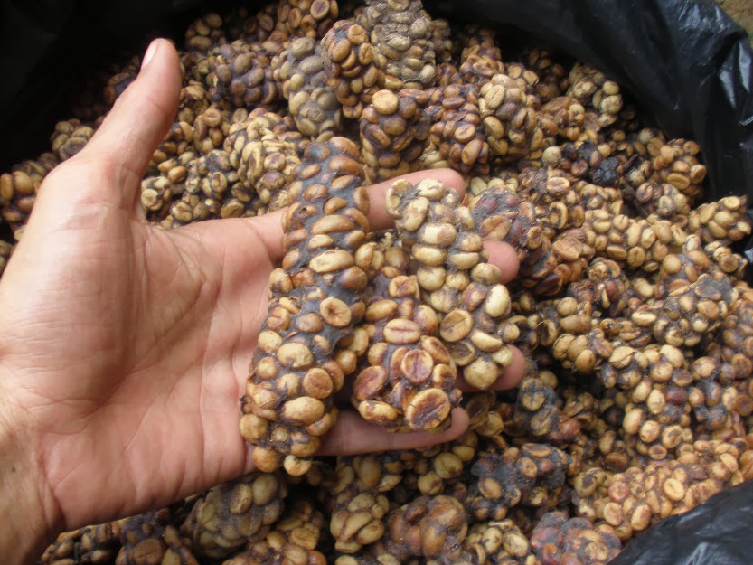 کوپی لواک - Kopi Luwak - کافه دکتر کافی  - doctor coffee cafe