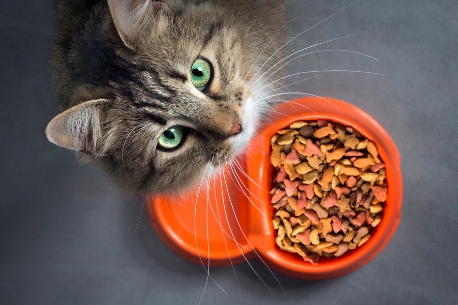گربه در کنار ظرف غذای خشک
