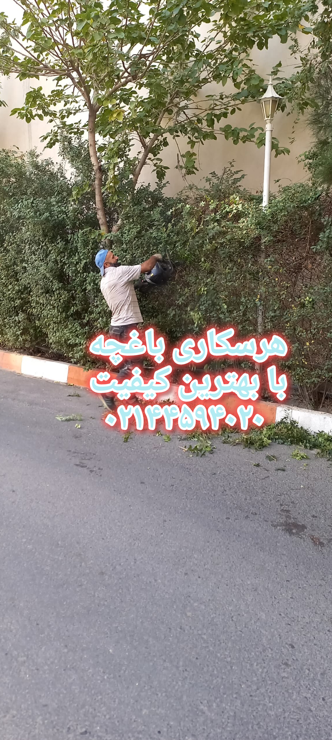 تعویض خاک گلدان وخاک باغچه وهرس کاری تمام نقاط تهران مدیر یت احمدی ۰۹۱۹۶۵۵۲۵۱۱شبانه روزی ۴۴۵۹۴۰۲۰