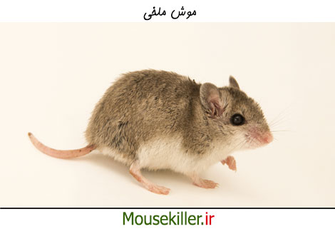 موش ملخی