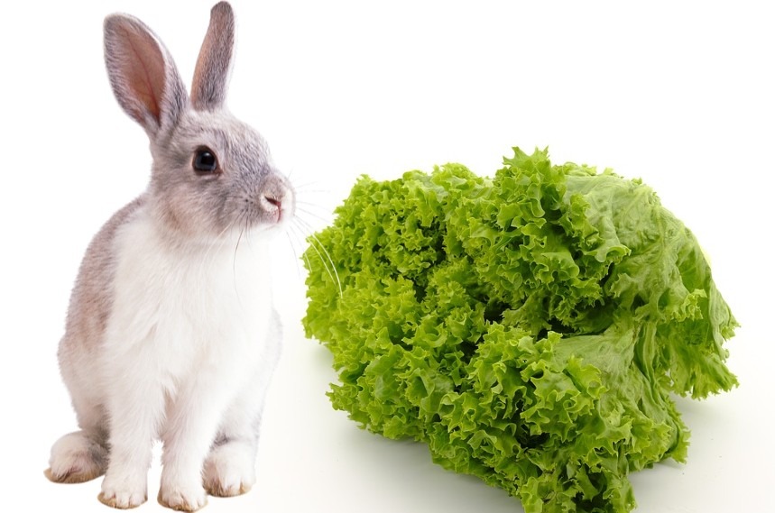 سبزیجات مفید برای خرگوش