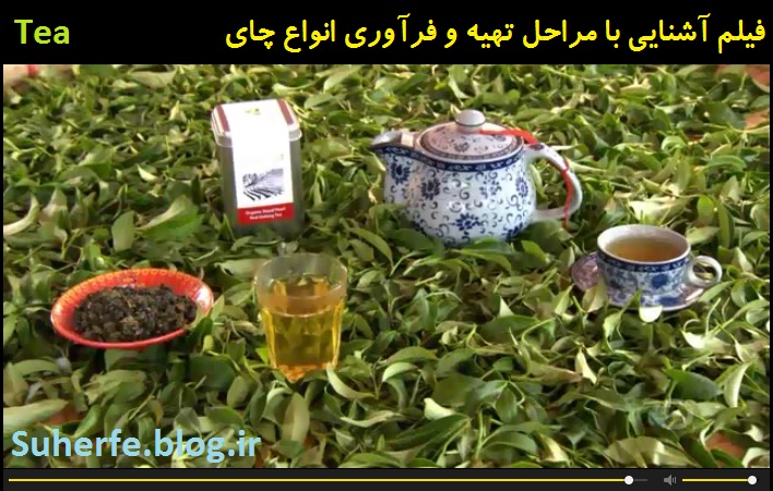فیلم آشنایی با مراحل تولید و فرآوری انواع چای Tea