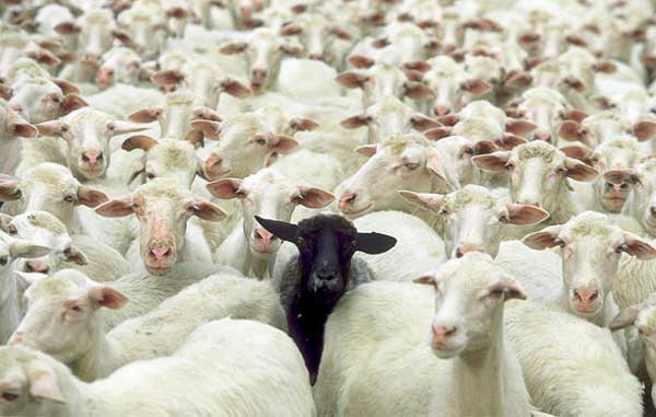 پرواربندی گوسفند