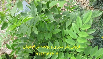 بذر سبزی و یونجه در اصفهان
