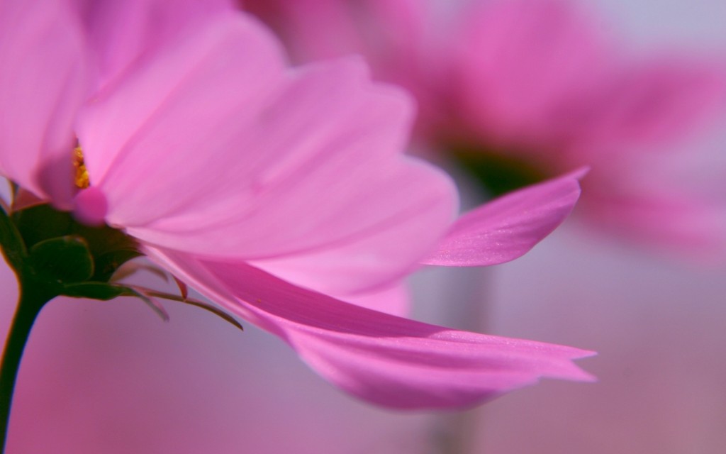 Pink Flower Widescreen HD Wallpapers