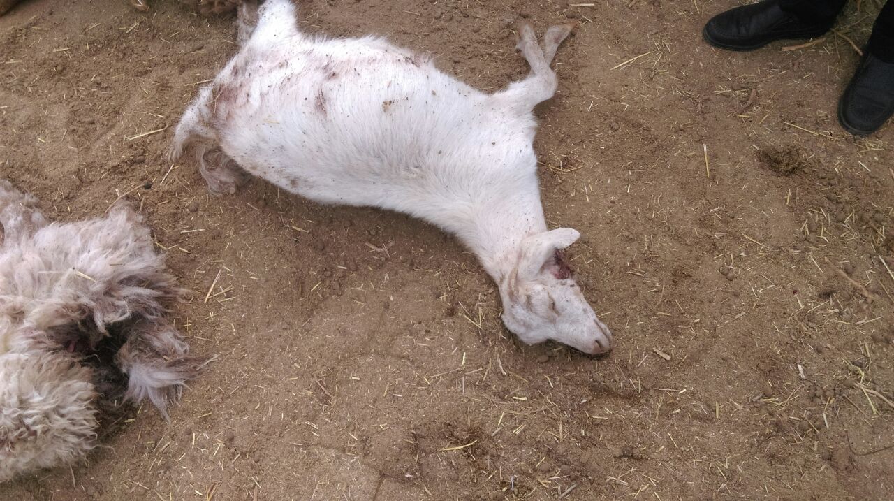 تلف شدن ۵۷رأس گوسفند در حمله گرگ‌های گرسنه در طبس