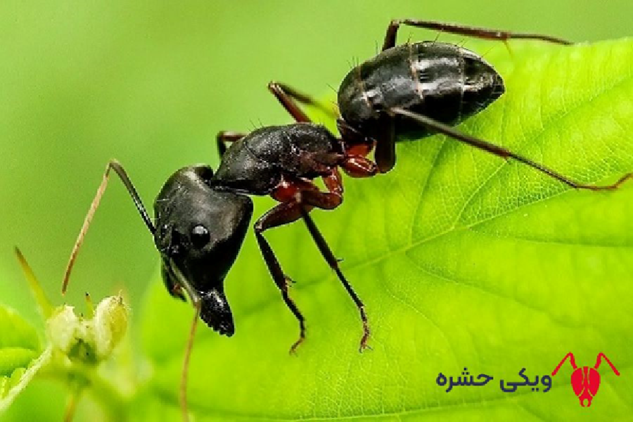 مورچه