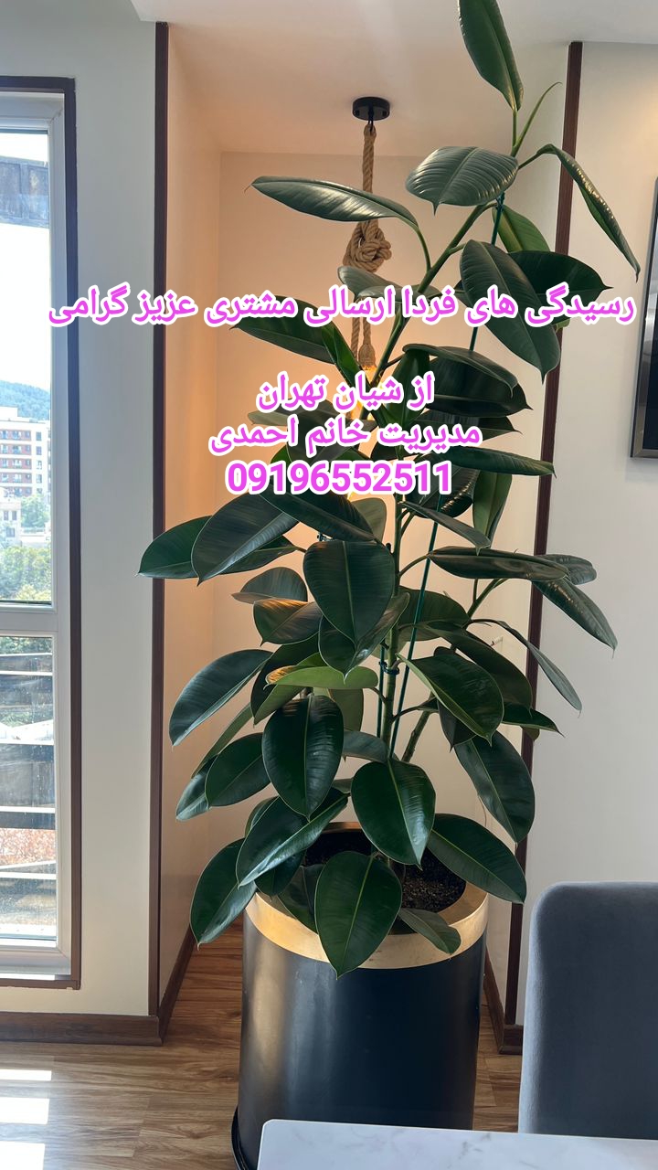 رسیدگی به گیاهان آپارتمانی تعویض خاک گلدان و باغچه کاری هرس کار پاسداران 09196552511 خانم احمدی