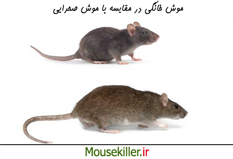 مقایسه موش خانگی و موش صحرایی