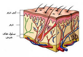 اناتومی پوست