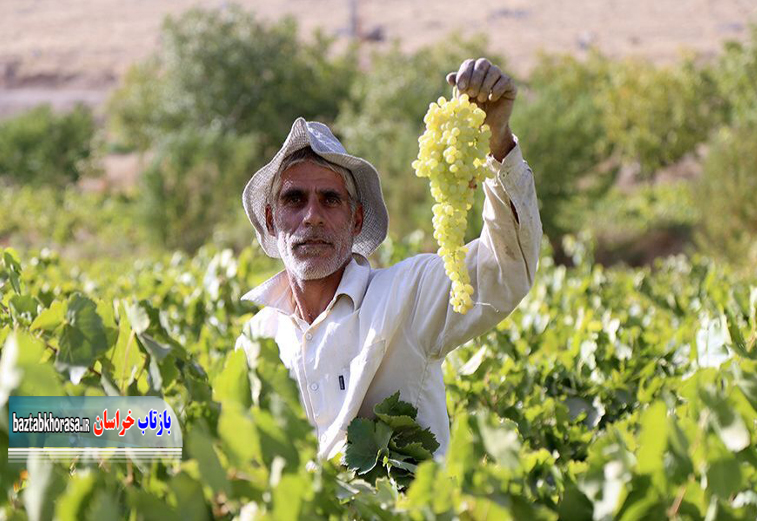 پیش‌بینی کاهش ۵۰ درصدی برداشت انگور در خراسان‌شمالی