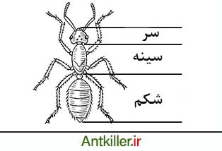 ساختار بدن مورچه