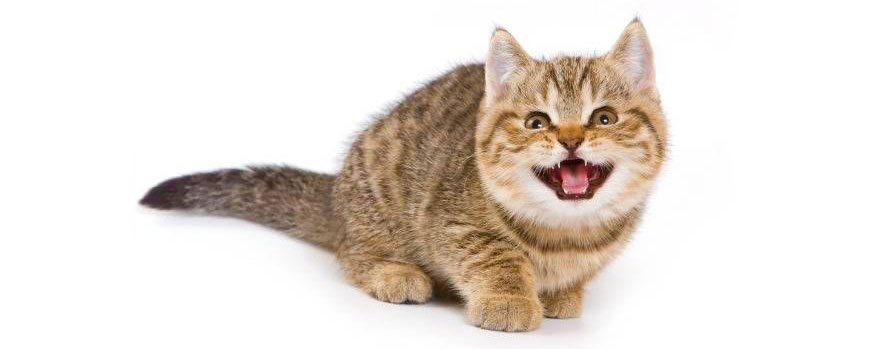 Image result for میو میو کردن گربه"